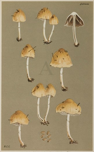 Agaricus (Stropharia) Luteo-Nitens. Fruits, Herbs, Medicinal, Spices, Vegetables
