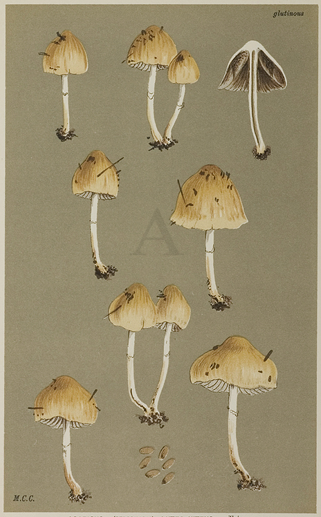 Agaricus (Stropharia) Luteo-Nitens. - Antique Print from 1885