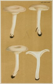 Lactarius (Russularia) Cyathula. Fruits, Herbs, Medicinal, Spices, Vegetables Lactarius (Russularia) Cyathula.