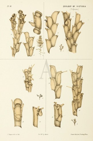 [Fig 1. Bugula Robusta. Fig 2. Bugula Cu… Prodromus of the Zoology of Victoria