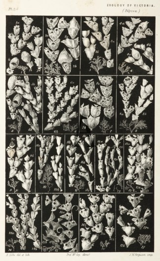 Polyzoa Prodromus of the Zoology of Victoria