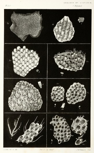 Membranipora Membranacea Prodromus of the Zoology of Victoria