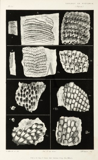 Membranipora Dispar Prodromus of the Zoology of Victoria