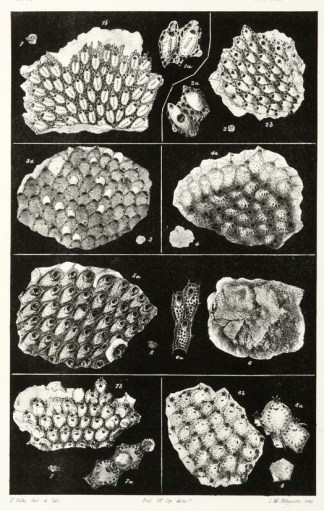 Lepralia Malusii Prodromus of the Zoology of Victoria