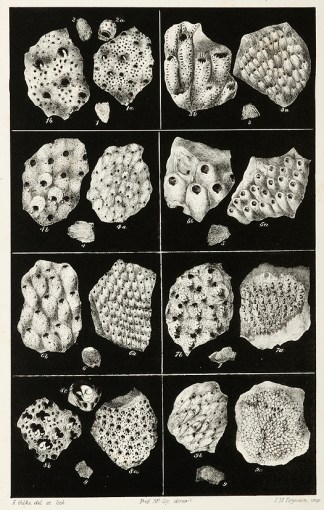 Lepralia Monoceros Prodromus of the Zoology of Victoria