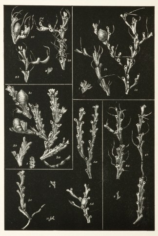 Crisia Edwardsiana Prodromus of the Zoology of Victoria
