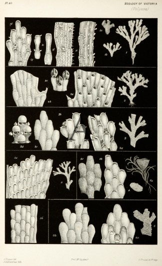 Flustra Denticulata Prodromus of the Zoology of Victoria