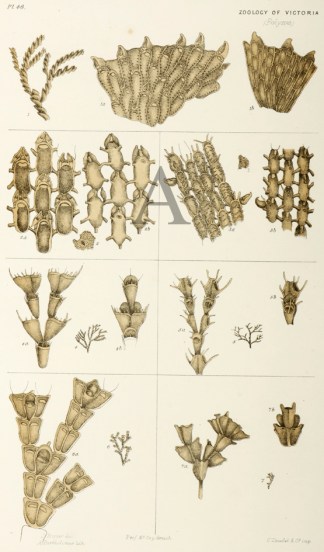 Spiralaria Florea Prodromus of the Zoology of Victoria