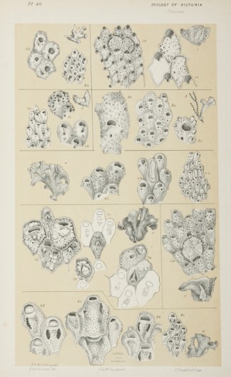 Eschara Obliqua Prodromus of the Zoology of Victoria
