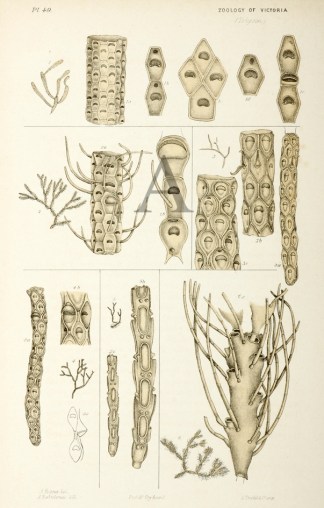 Cellaria Fistulosa Prodromus of the Zoology of Victoria