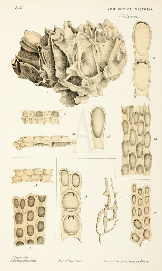 Biflustra Perfragilis Prodromus of the Zoology of Victoria