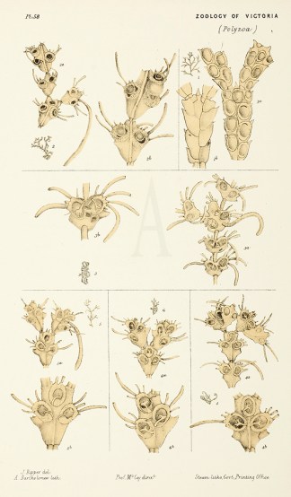 Cellularia Cuspidata Prodromus of the Zoology of Victoria