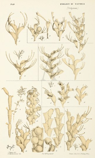 Bicellaria Tuba Prodromus of the Zoology of Victoria