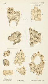 Steganoporella Magnilabris