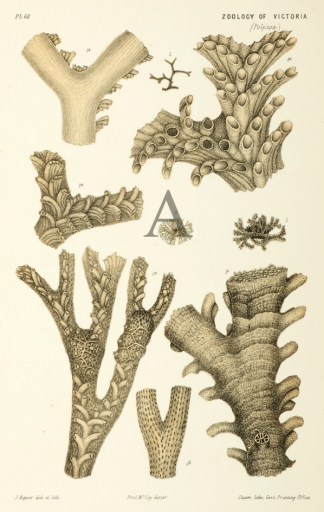 Idmonea Milneana Prodromus of the Zoology of Victoria