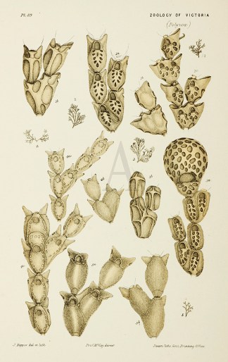 Catenicella Intermedia Prodromus of the Zoology of Victoria