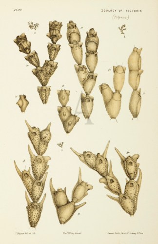 Catenicella Fusca Prodromus of the Zoology of Victoria
