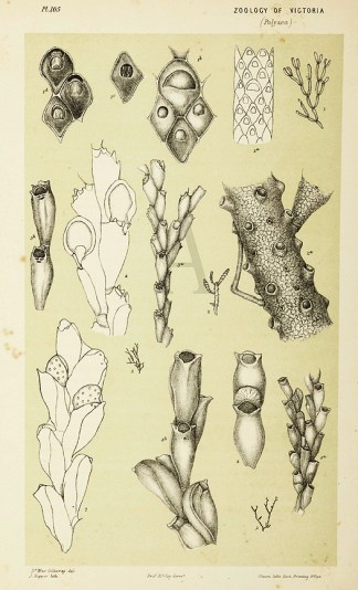 Cellaria Rigida Prodromus of the Zoology of Victoria