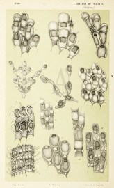 Amphiblestrum Punctigerum