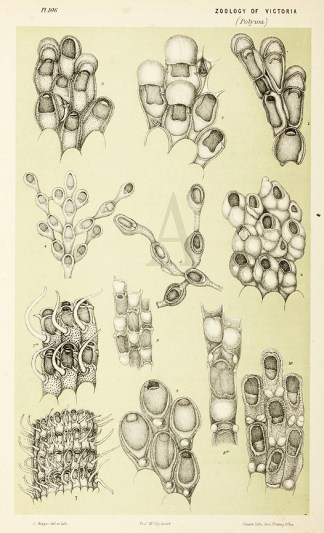 Amphiblestrum Punctigerum Prodromus of the Zoology of Victoria