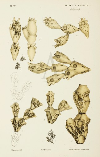 Catenicellopsis Pusilla Prodromus of the Zoology of Victoria