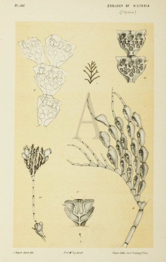 Calpidium Ornatum Prodromus of the Zoology of Victoria
