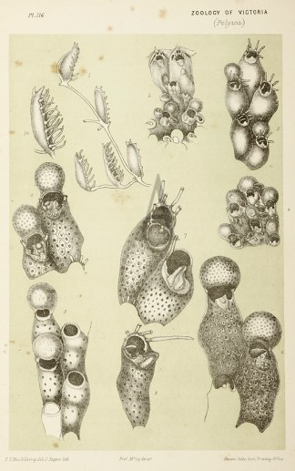 Beania Mirabilis Prodromus of the Zoology of Victoria