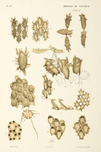 Beania Decumens Prodromus of the Zoology of Victoria