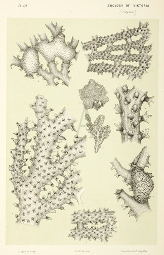 Hornera Foliacea Prodromus of the Zoology of Victoria