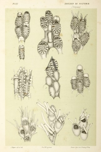 Membranipora Pyrula Prodromus of the Zoology of Victoria