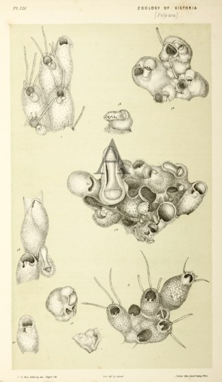 Cellepora Speciosa Prodromus of the Zoology of Victoria