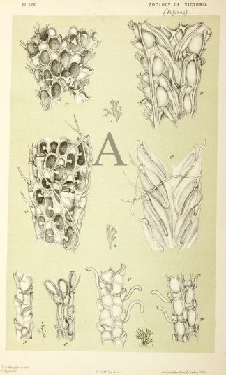 Caberea Rudis Prodromus of the Zoology of Victoria