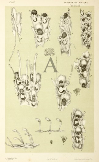 Caberea Darwinii Prodromus of the Zoology of Victoria