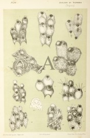 Schizoporella Punctigera