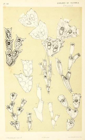 Catenicella Gemella Prodromus of the Zoology of Victoria