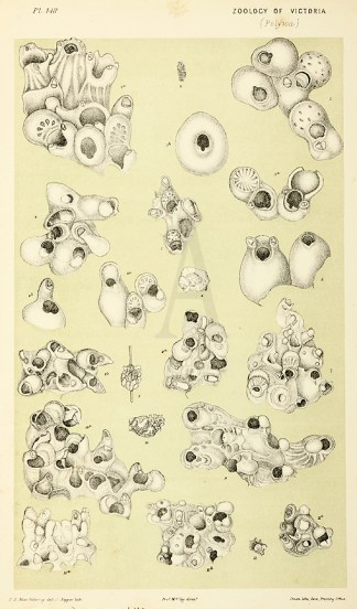 Cellepora Megasoma Prodromus of the Zoology of Victoria