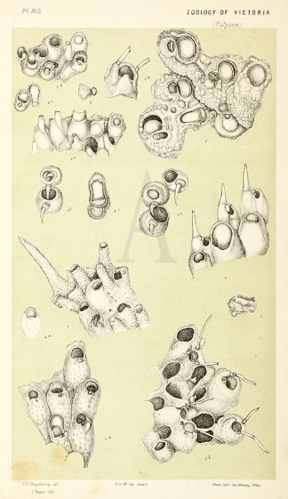 Cellepora Simplex Prodromus of the Zoology of Victoria