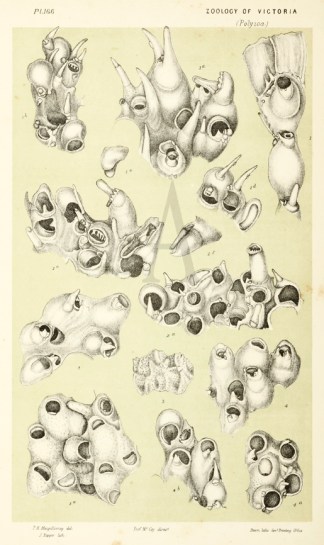 Cellepora Verrucosa Prodromus of the Zoology of Victoria