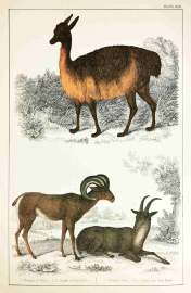 1. Vicugna of Peru. 2. 3. Argali or Big Horn