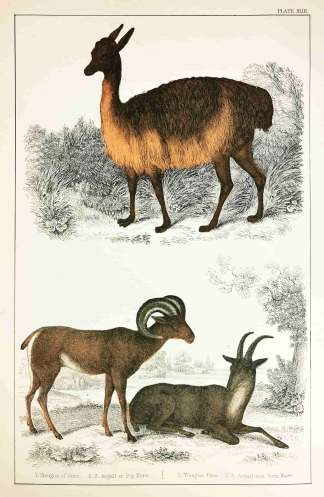 1. Vicugna of Peru. 2. 3. Argali or Big Horn - Antique Print from 1859