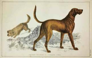1. Skye Terrier. 2. Blood Hound. 1. Daeargi Skye. 2. Gwaedgi. - Antique Print from 1859