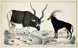 1. Addax Antelope 2. Sable Antelope non-Australian 1. Addax Antelope 2. Sable Antelope