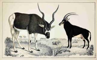 1. Addax Antelope 2. Sable Antelope - Antique Print from 1859