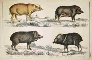 1. Babyroness. 2. Chinese Hog. 3. White-lipped Hog. 4. Collared Hog. - Antique Print from 1859