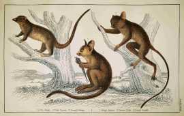 1. Little Galago 2. Podje Tarsier. 3. Senegal Galago non-Australian 1. Little Galago 2. Podje Tarsier. 3. Senegal Galago