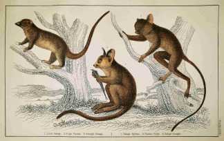 1. Little Galago 2. Podje Tarsier. 3. Senegal Galago - Antique Print from 1859