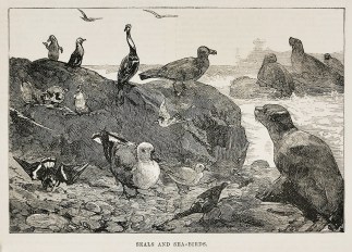 Seals and Sea-Birds. - Antique Print from 1886