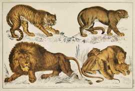 1. Tiger. 2. Puma. 3. African Lion. 4. Lioness and Cubs.