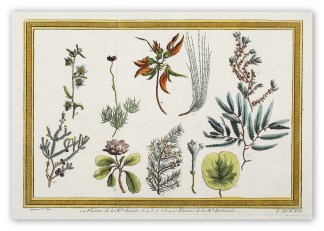 1.2. Plantes de la N.le Guinee, 3.4.5.6.… Australian - General