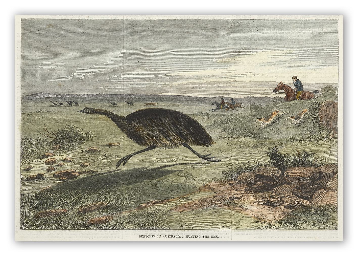 Sketches in Australia: Hunting the Emu. - Antique View from 1878